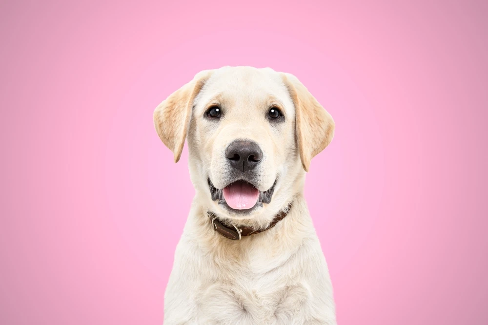 Labrador, mascota