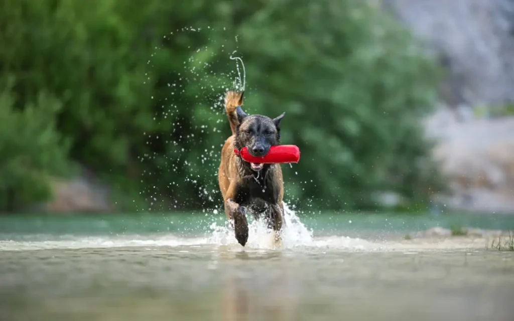 Nuevo perro más inteligente: Pastor Belga Malinois | Qué Onda |