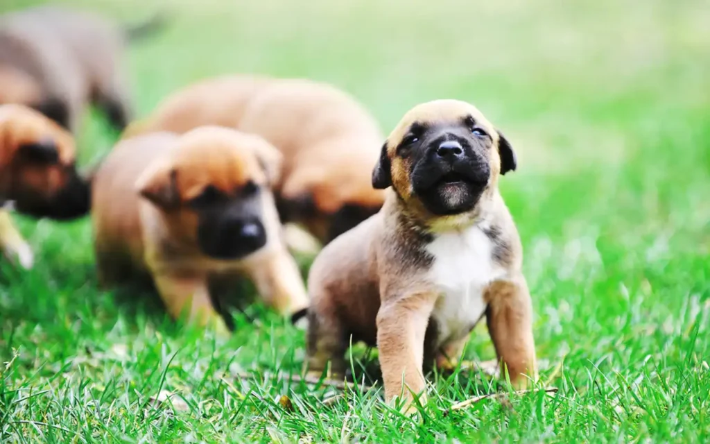 Nuevo perro más inteligente: Pastor Belga Malinois | Qué Onda |