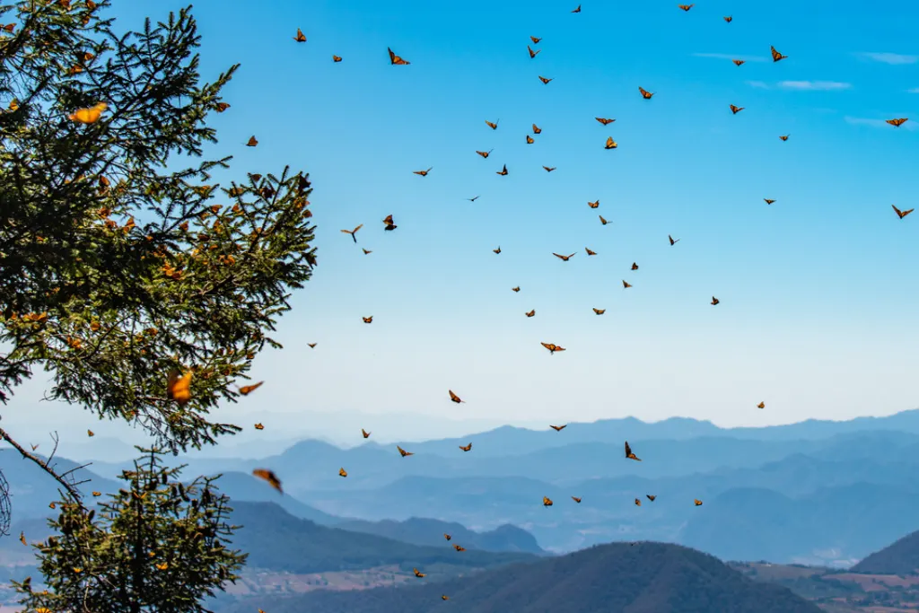 Reserva de la Biosfera de la Mariposa Monarca en Michoacán, México | Qué Onda
