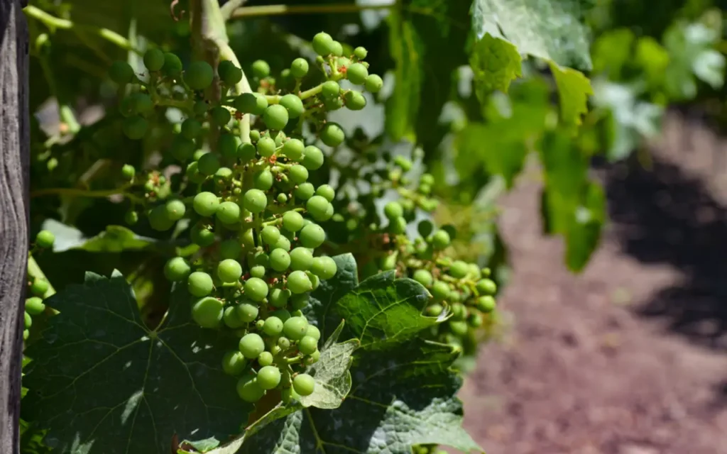 Vino em Chile El secreto mundial del vino con sabor y calidad | Qué Onda |