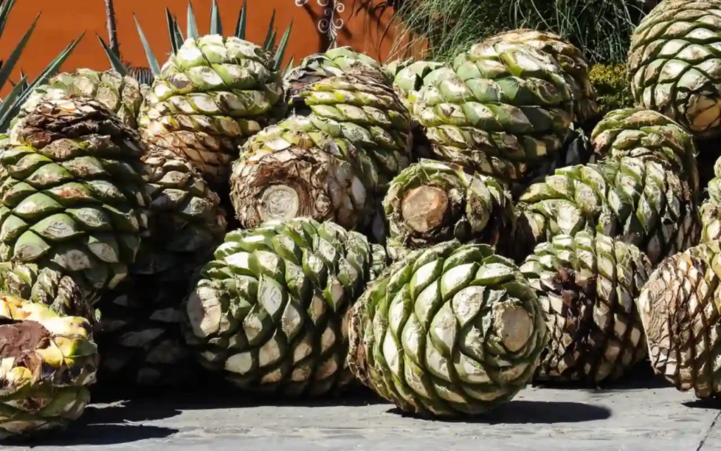 Sotol: Tradición destilada en el desierto | Qué Onda |