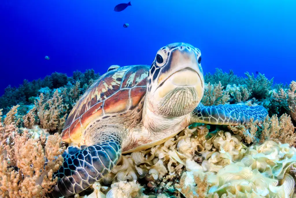 Tortuga marina en Sipadan, Malaysia | Qué Onda