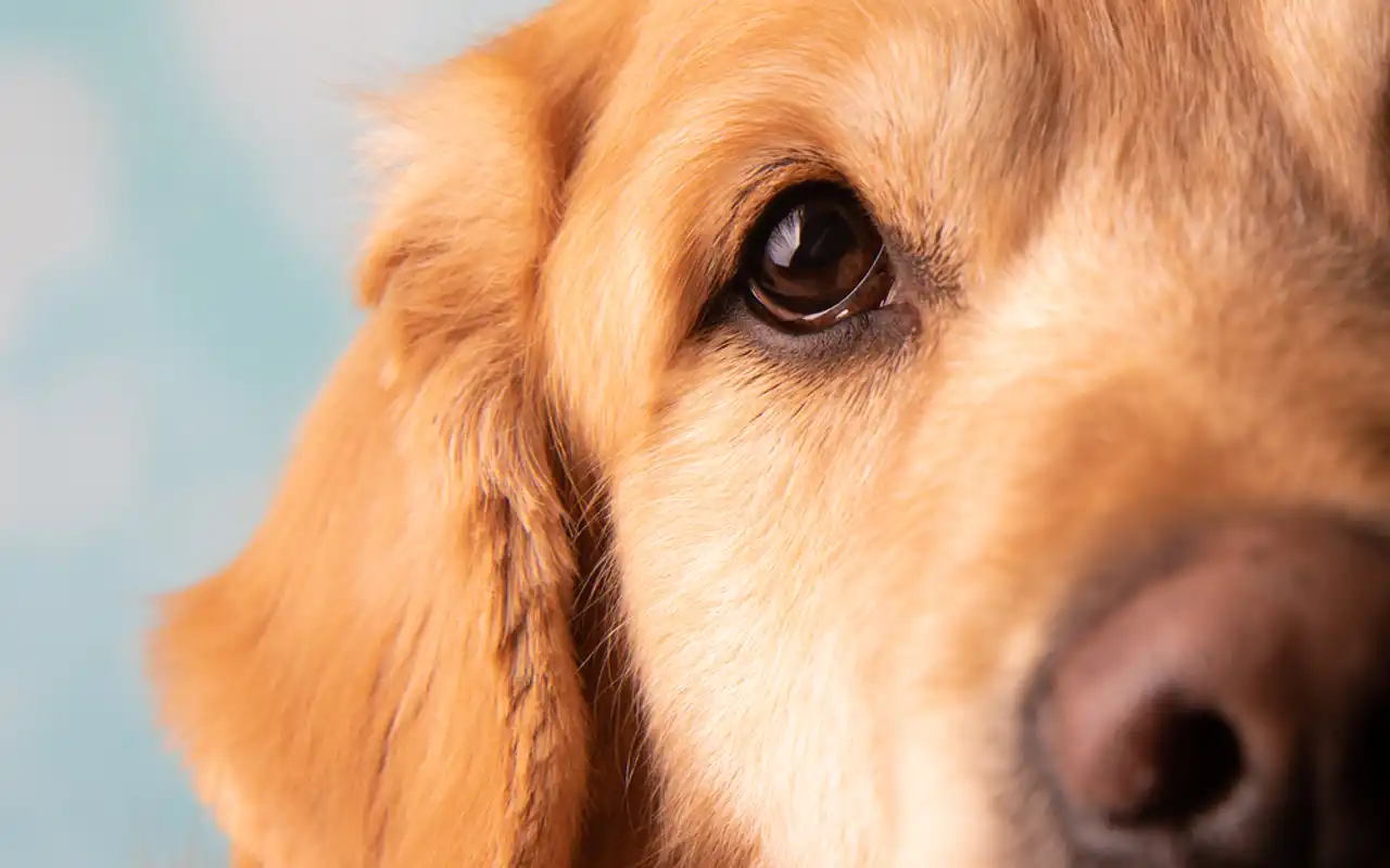 Beacon, el perro de apoyo que apoya a Simone Biles