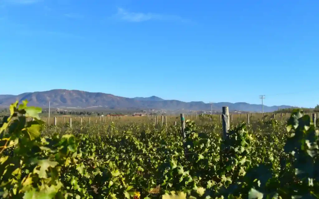 El enoturismo impulsa a los viñedos mexicanos en Guanajuato | Qué Onda |