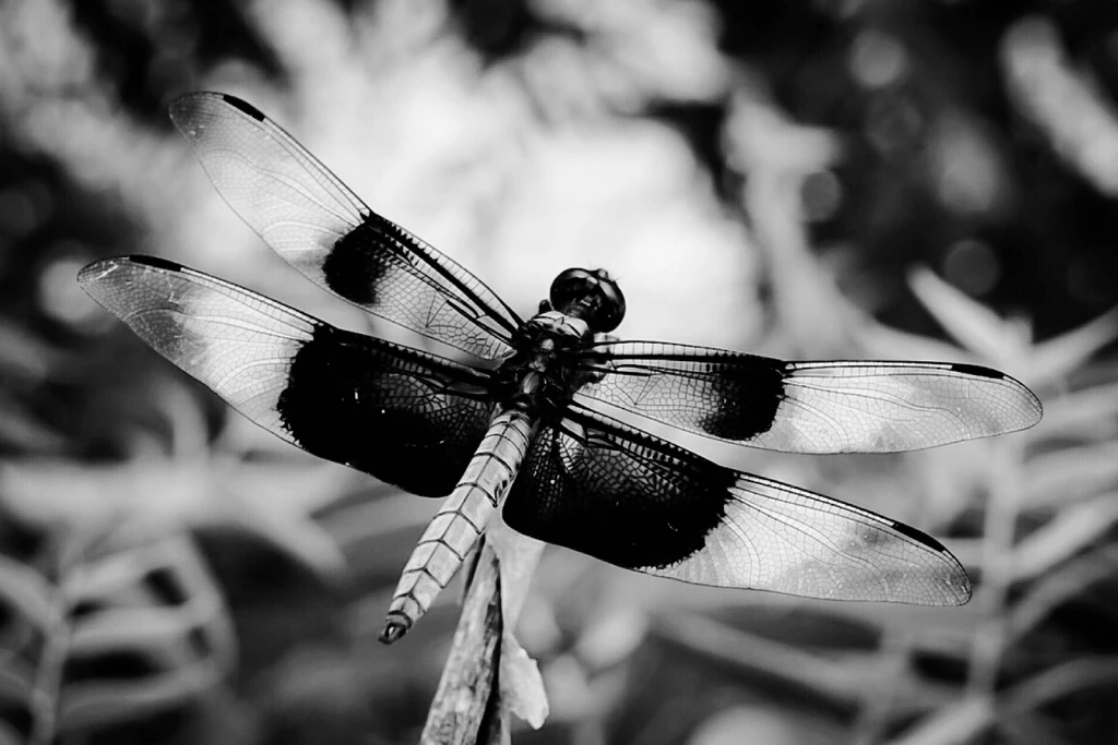 Horoscopo semanal: Libélula en vuelo, simbolizando transformación y cambio | Qué Onda