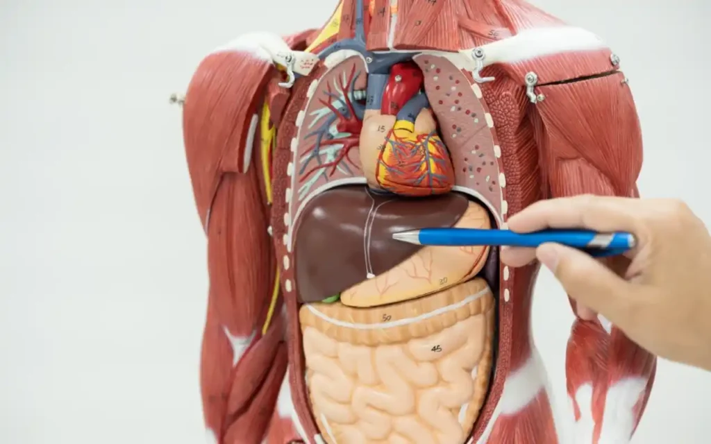 Descubre como un análisis de sangre te permite saber qué órgano fallará primero ! Qué Onda |