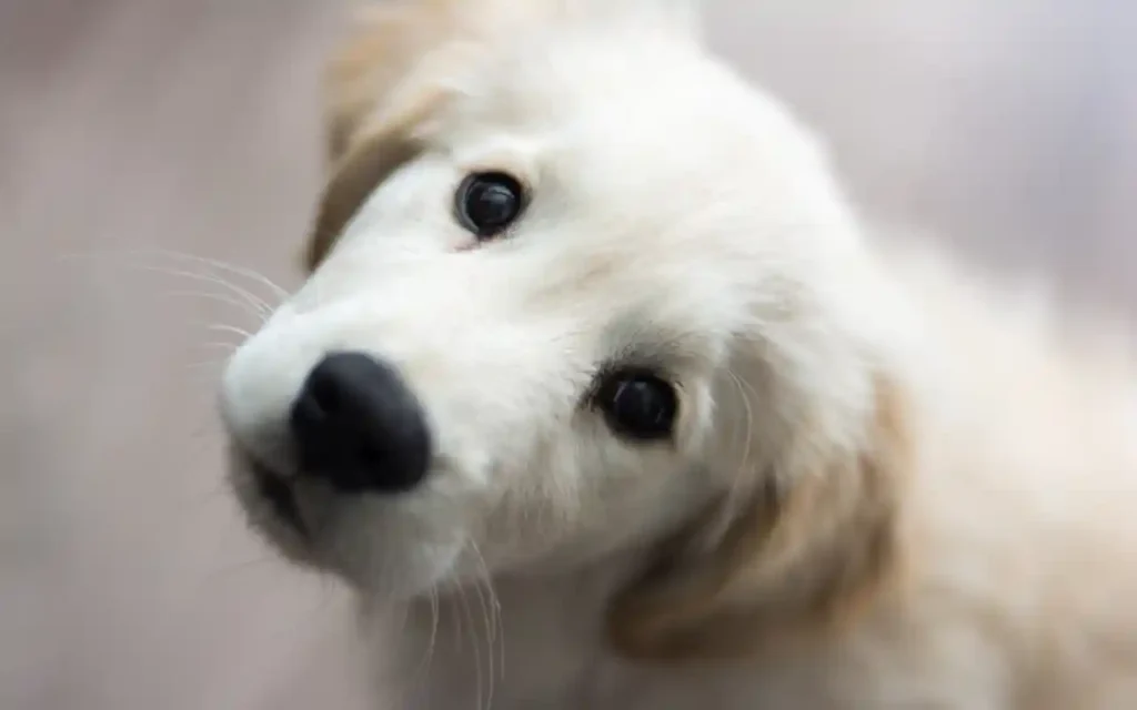 La mirada de tu perro: una conexión evolutiva única | Qué Onda |