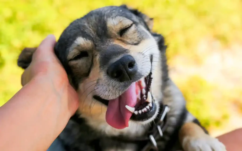 La mirada de tu perro: una conexión evolutiva única | Qué Onda |